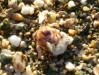 BernardLHermite