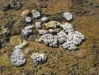 Corail