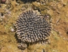 Corail_1