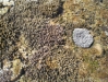 Corail_2