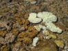 Corail_3