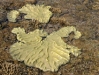Corail_4