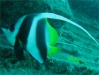 PoissonCocher