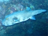 PoissonCoffre