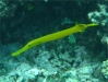 PoissonTrompette