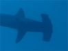RequinMarteau