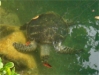 Tortue