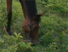 Cheval