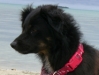 Chien