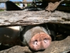 Cochon