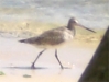 Oiseau