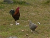 Poules