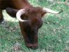 Vache