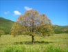 Arbre_2