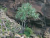 Pandanus