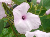 Fleur_1