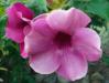 Fleur_11
