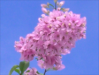 Fleur_12