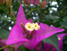 Fleur_14