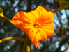 Fleur_16