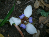Fleur_17