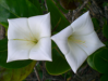 Fleur_2