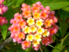 Fleur_3
