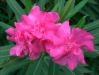 Fleur_4