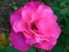 Fleur_6