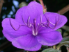 Fleur_7