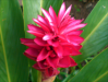 Fleur_8