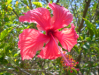 IbiscusRouge