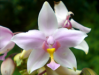 Orchidee_1