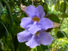 Orchidee_2