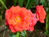 Roses
