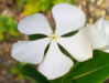 Fleur_17