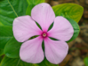 Fleur_19
