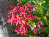 Fleur_21