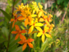 Fleur_22