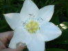 Fleur_24