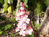 Fleur_25