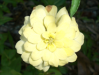 Fleur_26
