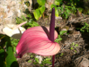 Fleur_28