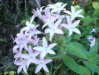 Fleur_31