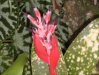 Fleur_32
