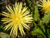 Fleur_33