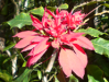 Fleur_34