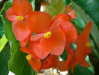 Fleur_35